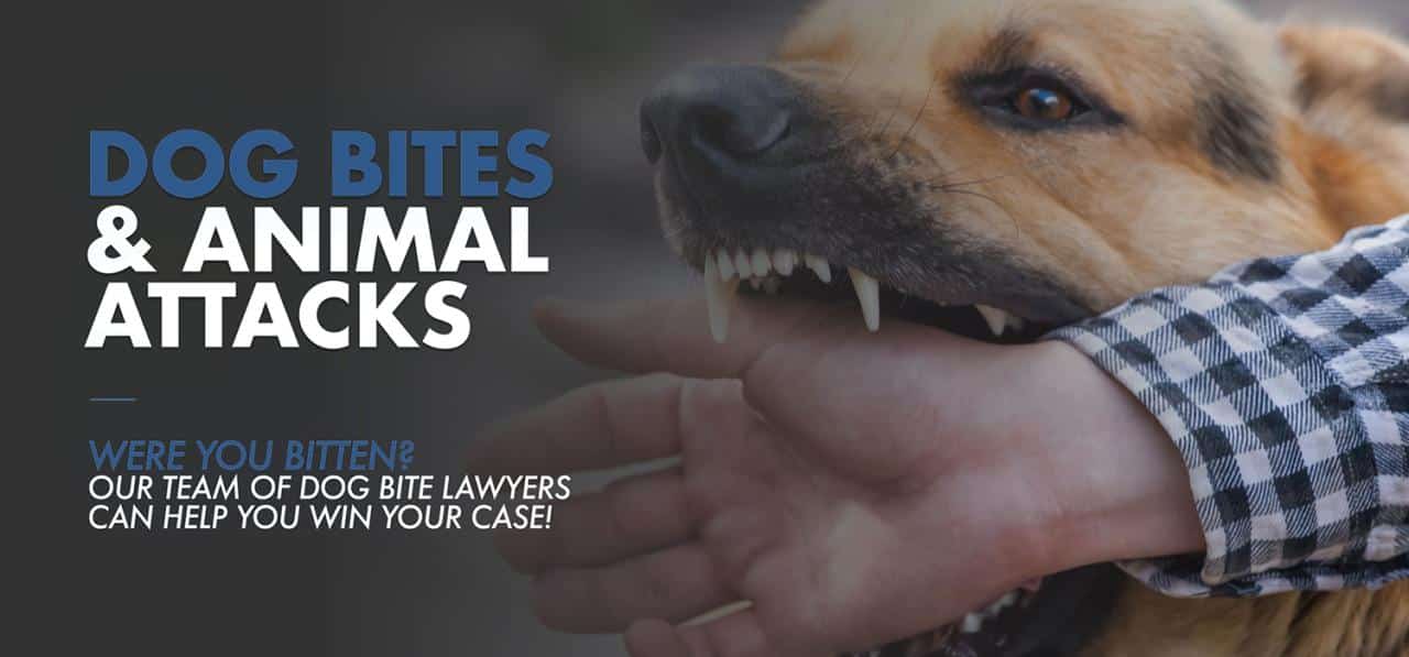 Top rated personal injury attorneys in Texas for dog bites